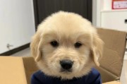 金毛幼犬的六连时刻（探讨金毛幼犬六连训练的最佳情况及效果）