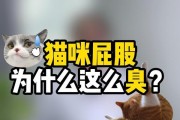 猫咪为何闻屁股？（探索猫咪行为中的神秘举动与沟通方式）