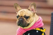 如何避免斗牛犬肥胖？（掌握正确饮食和运动方法，让你的斗牛犬健康活力）