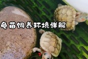 养巴西龟的必备器具及使用方法（打造一个舒适的家园，让巴西龟快乐健康生活）