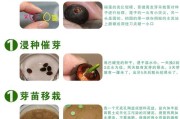 涟纹吊的饲养方法（了解它的生活习性，打造舒适的家园）