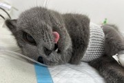 为什么母猫要进行绝育手术？（了解绝育对母猫的好处及相关注意事项）
