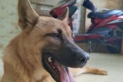 狗狗吃撑了的表现及处理方法（了解狗狗吃撑的迹象，如何帮助它恢复）