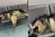 狗为什么像哭一样是怎么回事？（解析狗为什么像哭一样的行为，探究原因及意义）