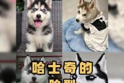 养哈士奇的好处（哈士奇的十五个优点）