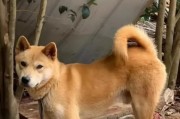 狗狗尾巴的多样性（揭开狗狗尾巴的奥秘，了解它们的形态与特征）