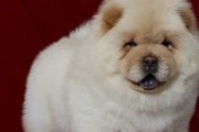如何为你的松狮犬提供健康的日常饮食（营养丰富的食物与健康的饮食习惯）
