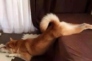 狗狗挤肛门腺的重要性（了解狗狗挤肛门腺的原因和技巧）