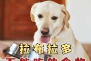 拉不拉多不宜食用的食物及其消化问题（拉不拉多的消化系统及不利食物分析）
