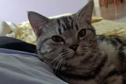 猫咪为何总是躲着我不愿接近？（探究猫咪躲避行为的原因及解决方法）