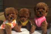 泰迪母犬生产完了什么时候可以出去？（母犬产后护理及适宜出行时间）