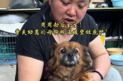 小狗生宝宝的周期及注意事项（探究小狗生育周期、仔犬生长过程和饲养常识）