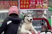 探究哈士奇为何总是会叫？（从品种特点到行为分析，探寻哈士奇叫声的原因）