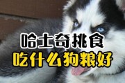 哈士奇一岁多了不能吃什么？（了解哈士奇成年后的饮食禁忌，让宠物健康成长）