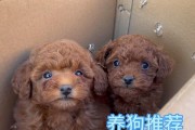 泰迪幼犬睾丸发育周期及影响因素（幼犬睾丸发育周期的关键时间节点及健康影响因素）
