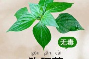 狗可以吃猪肝吗？了解狗食谱的关键（猪肝作为狗的饮食选择，需要注意的事项）