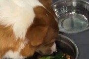 狗狗如何减肥？一起关注狗狗肥胖的后果（了解狗狗肥胖的危害，掌握科学的减肥方法）
