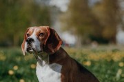 比格犬的优点与缺点（了解比格犬的智商排名及其对养犬选择的影响）