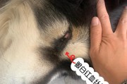泰迪后腿无力的原因及治疗方法（探究泰迪后腿无力的根源与解决方案）