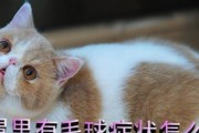 猫胃里的毛球（猫咪消化系统中的毛球问题及其解决方案）