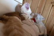 小猫与人类的特殊关系（探索小猫成为人类宠物的原因与意义）