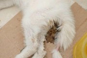 猫洗澡时为什么会突然死掉？（探究猫洗澡引发突然死亡的原因及防范措施）