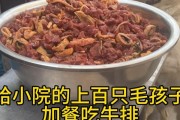 幼犬的饮食（幼犬吃米饭的关键营养需求和食用方法）