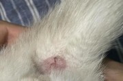 揭秘猫肛门虫子的来龙去脉（猫肛门虫子的危害与预防措施）