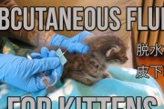 猫的脱水致死时间有多长？（揭秘猫咪缺水的生死关键）