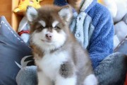 阿拉斯加幼犬的养护与疫苗接种（了解阿拉斯加幼犬的疫苗接种需求及时保护它们的健康）