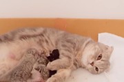 猫为什么不会吸奶？（探寻猫咪不能吸奶的原因及其影响）