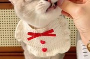 如何选择适合猫咪的零食？（常见的9款猫咪零食，让你的选择更加合理）