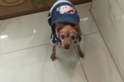 狗为什么总是吃不饱？（探究狗吃不饱的原因及解决方法）