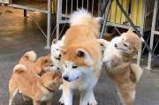 柴犬与秋田（揭秘柴犬与秋田的家族渊源与区别）