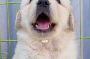 金毛幼犬的价格与市场情况（揭秘金毛幼犬市场价格，了解你的宠物价值）