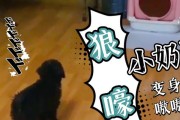 狗半夜学狼嚎的原因剖析（探索狗狗学习狼嚎行为的背后动机）