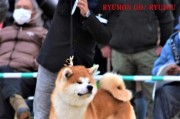 秋田犬（探索秋田犬的历史、特征和性格特点）