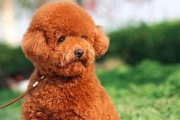 为什么狗狗会有口臭？（口臭治疗方法探究）