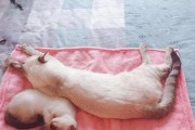 如何正确喂养两个月大的小猫（科学饮食帮助宠物健康成长）