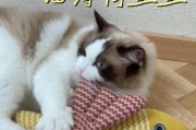 猫薄荷（猫薄荷的功效、使用方法及注意事项）
