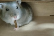 仓鼠的饮食与减轻异味的方法（打造清新宠物环境，关键在于正确喂养）