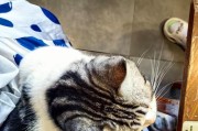 猫与狗（探索猫狗性格差异与相似，共同点与互补之处）