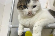 以家养猫养什么好？（为您推荐适合家庭宠物的猫咪品种和必备用品）