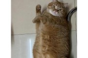 猫咪感染弓形虫的症状及应对措施（了解猫咪感染弓形虫的症状和如何保护自己）