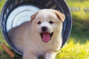 狗狗喝羊奶是否有益？（探究狗狗喝羊奶的好处与坏处）