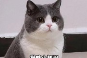 养英短猫，掌握这些必读书籍！（为您带来关于英短猫养护、训练和健康的重要信息）