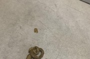 比熊拉肚子拉稀多久能好？（调理和治疗比熊腹泻的方法及注意事项）