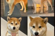 狗狗体臭问题解析（探究狗狗体臭原因与解决方法）