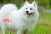 探索日本秋田犬的独特魅力（秋田犬）
