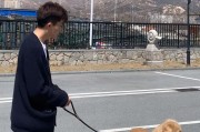 金毛宝宝出门时间（探索最佳时机，让金毛宝宝的户外活动更加安全和愉快）